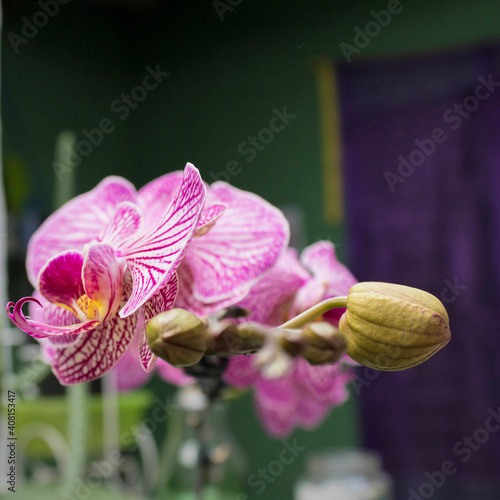 Button to open orchid flower Phalaenopsis pink purple white blurred background