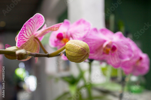 Button to open orchid flower Phalaenopsis pink purple white blurred background