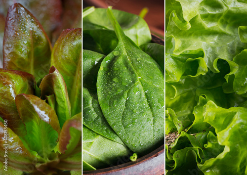 Collage of fresh, raw greenery and herbs. Lettuce and spinach for healthy vegan food photo