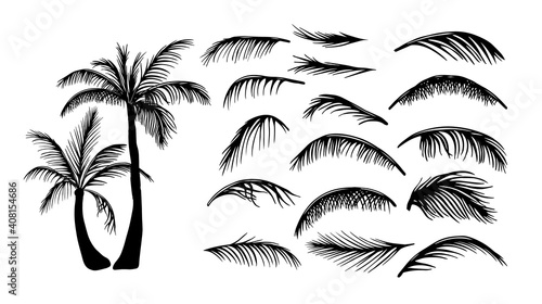 Palm trees. Palm leaves. Vector illustration