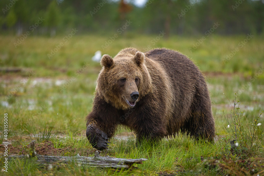 Image of brown bear in Finland