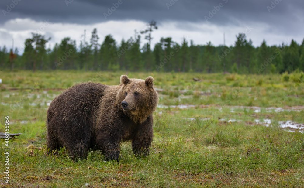 Image of brown bear in Finland Image of brown bear in Finland