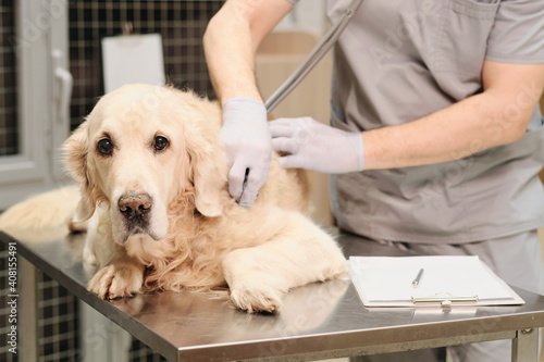Fototapeta Naklejka Na Ścianę i Meble -  The vet examining domestic dog