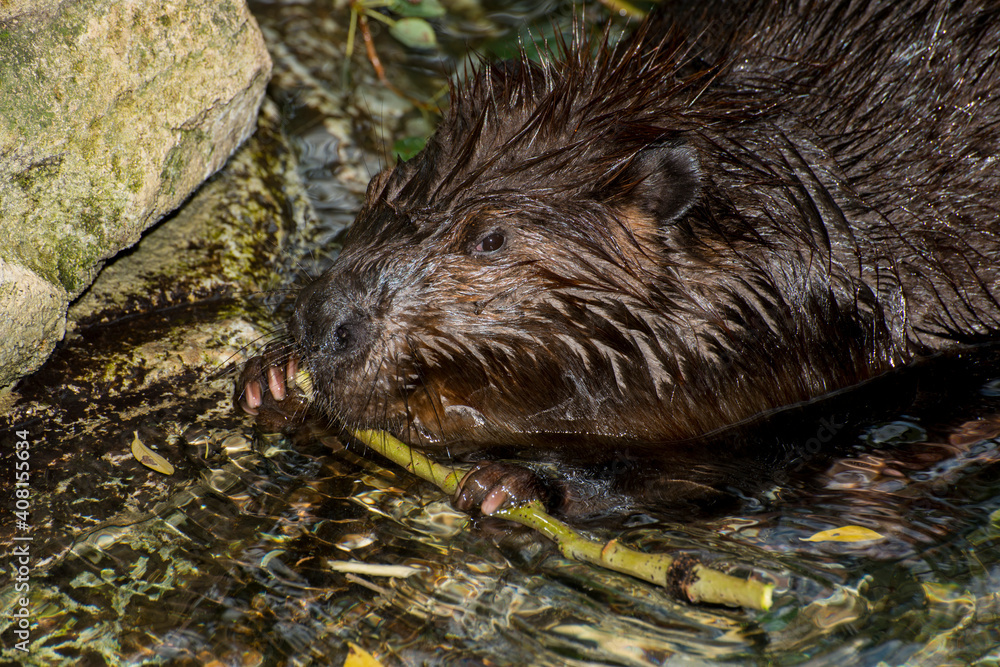 American Beaver chewing the bark off a branch. American Beaver chewing the bark off a branch.