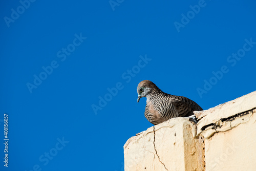 Zebra Dove sitting on rooftop with beautiful blue background