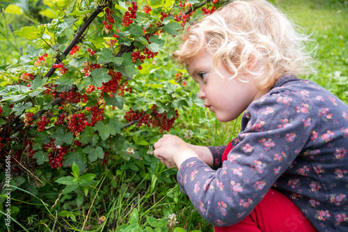 Cute blonde girl picking fresh organic redcurrent in her garden.