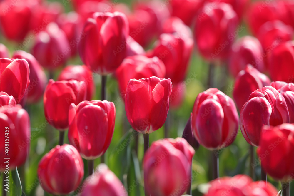 チューリップの花畑 チューリップの花畑