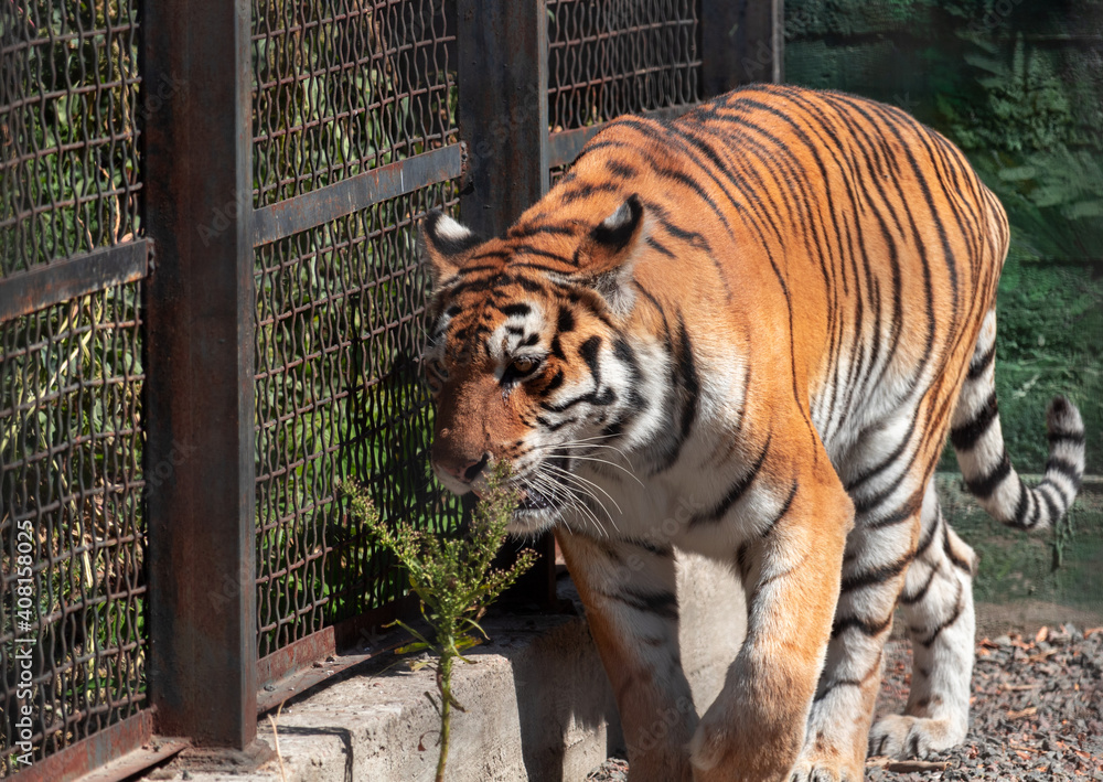 Obraz premium Close up full length front portrait of one young tiger standing low angle view