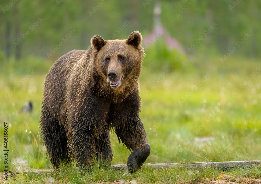 Image of brown bear in Finland