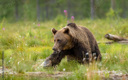 Image of brown bear in Finland photo