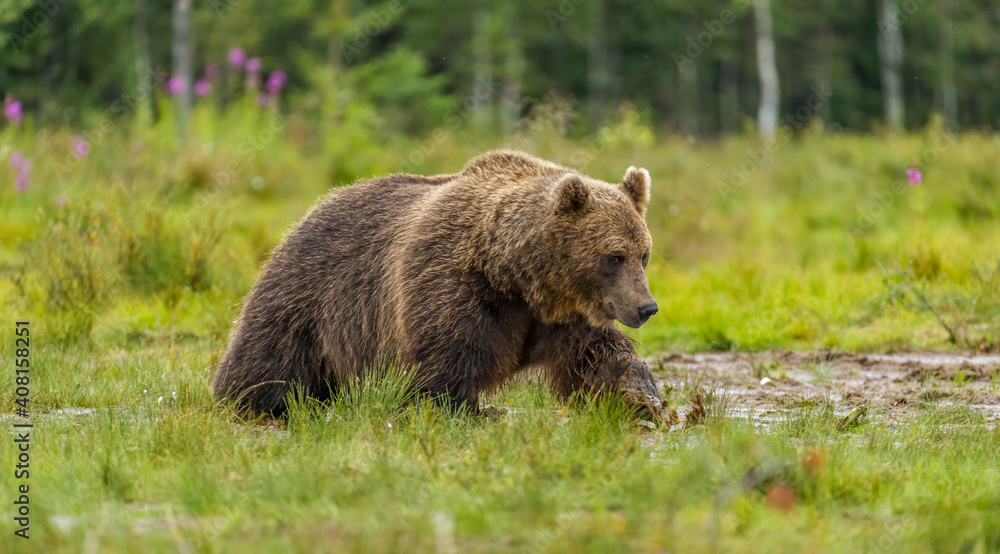 Image of brown bear in Finland