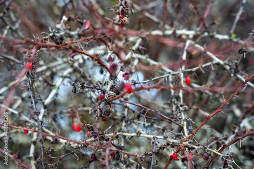red small berries are left in the bush when it is winter outside