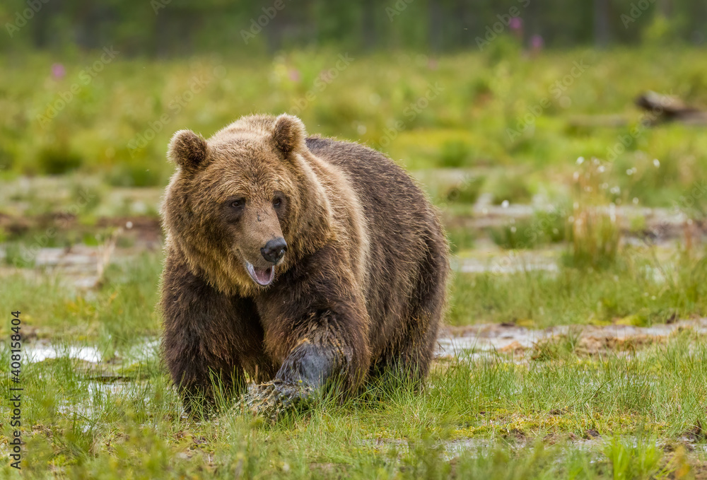 Image of brown bear in Finland