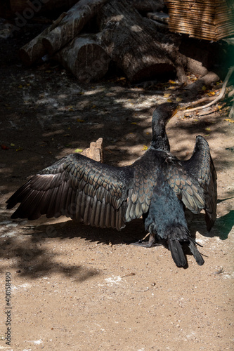 Great cormorant Phalacrocorax carbo   also known as the great black cormorant.