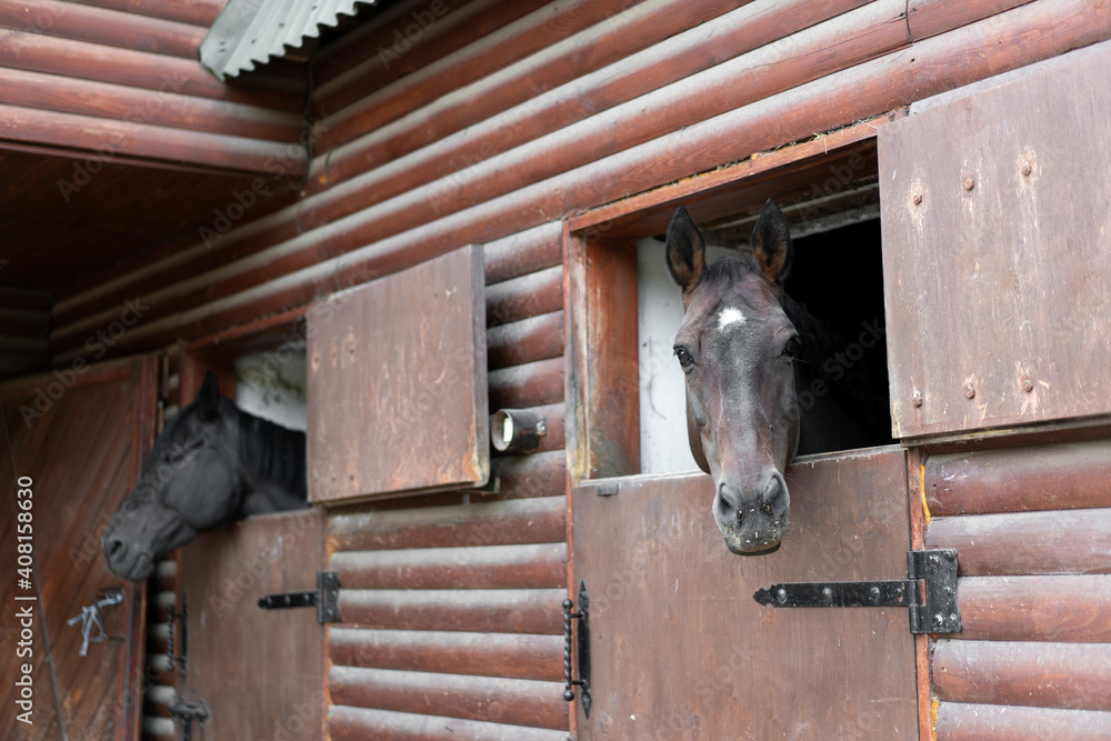 Two horse Looks through window wooden door stable waiting for ride