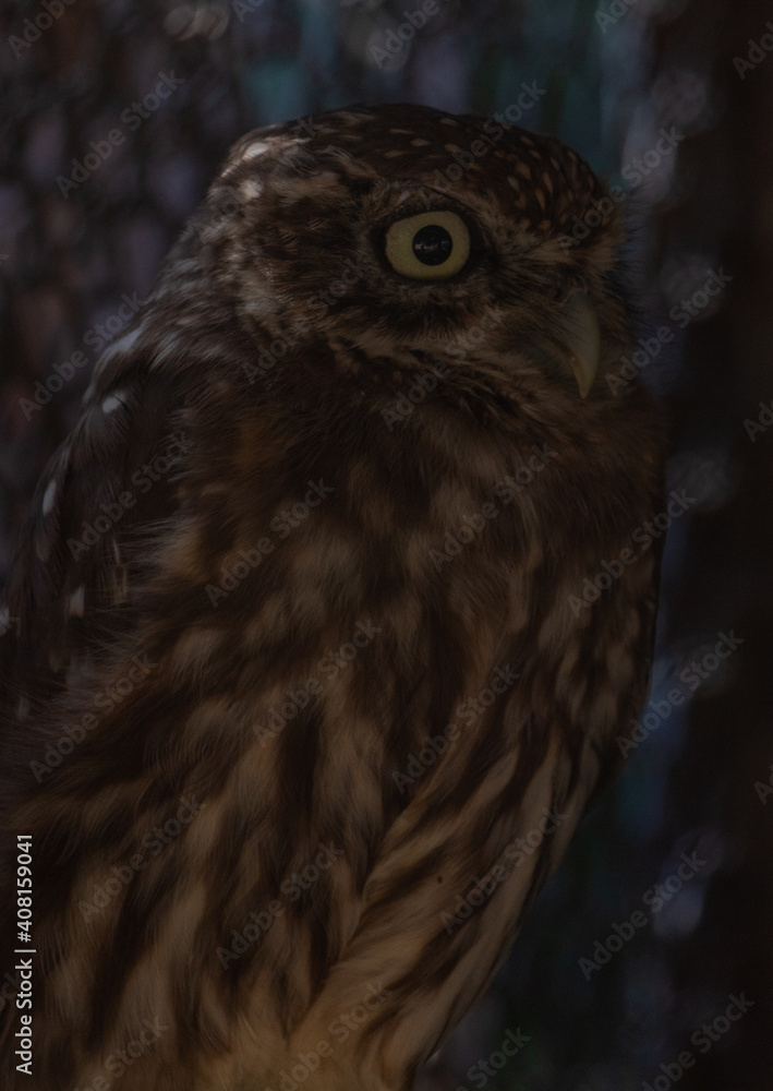Little owls at the zoo not looking at the camera