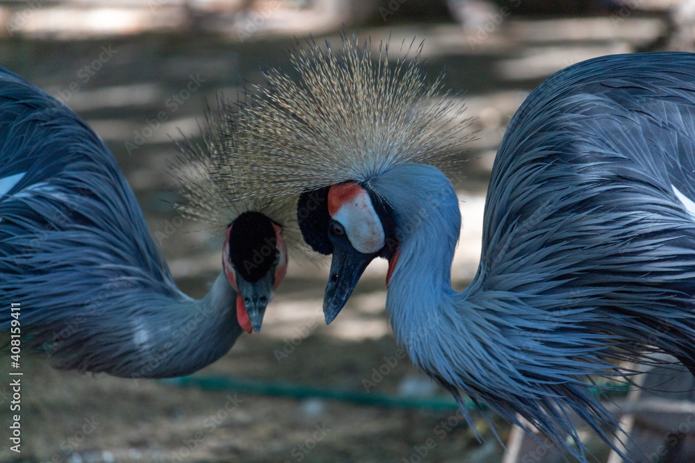 Fototapeta premium Portrait of a gray crowned crane in the zoo