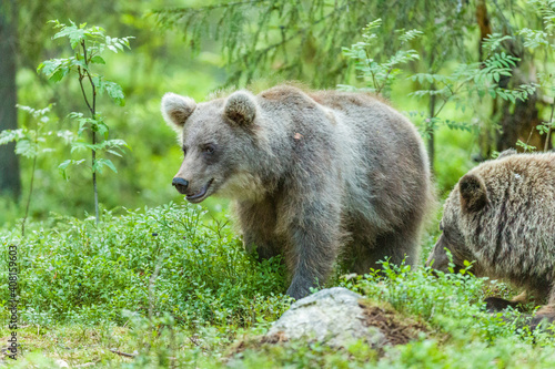 Image of brown bear in Finland © Ruzdi