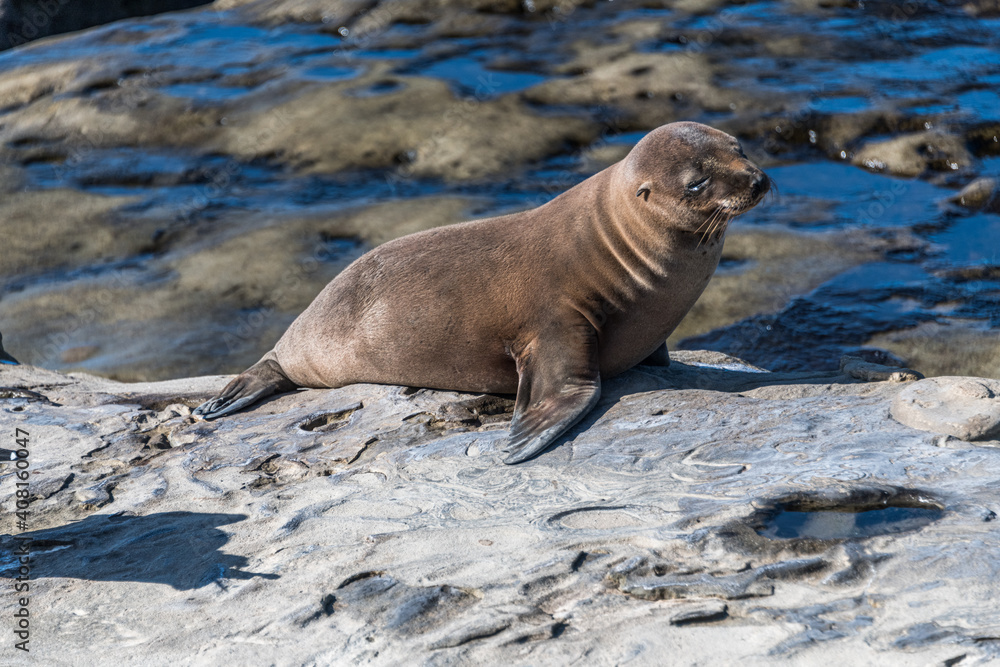 Obraz premium Sea Lion on a Rock in La Jolla BAy