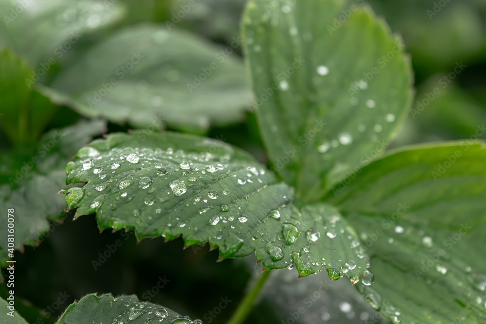 Strawberry foliage after rain in the garden. Strawberry foliage after rain in the garden.