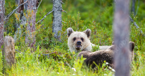 Image of brown bear in Finland photo