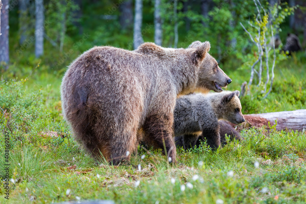 Image of brown bear in Finland Image of brown bear in Finland