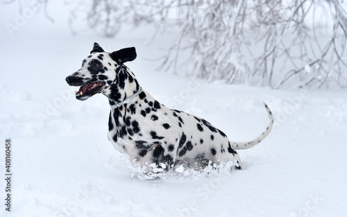 a dalmatian dog in the snow