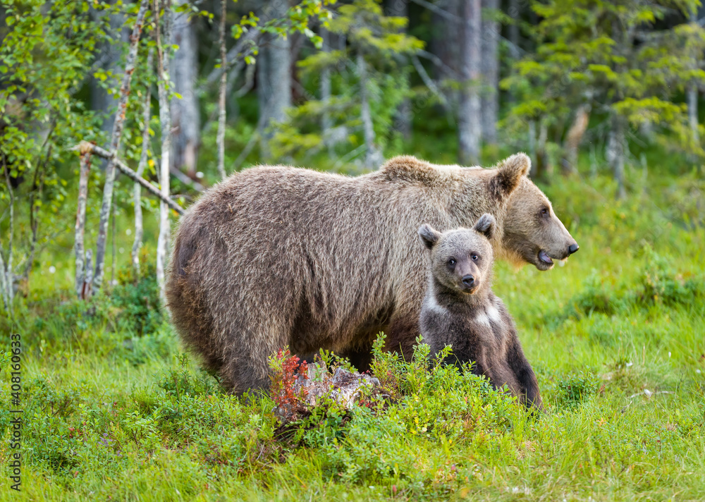 Fototapeta premium Image of brown bear in Finland
