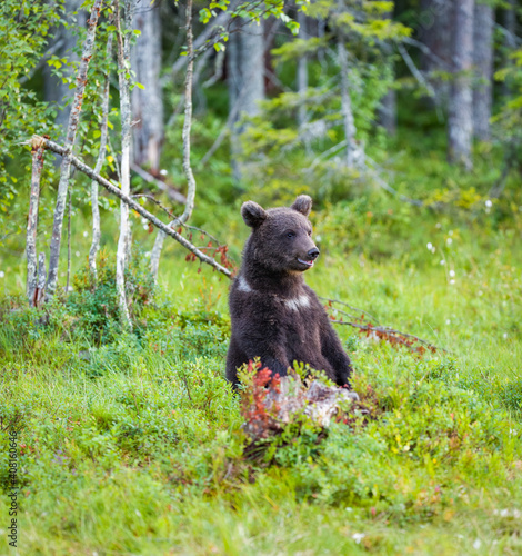 Image of brown bear in Finland