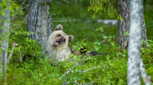 Image of brown bear in Finland