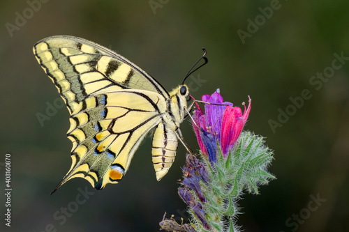 Macro shots, Beautiful nature scene. Closeup beautiful butterfly sitting on the flower in a summer garden. © blackdiamond67