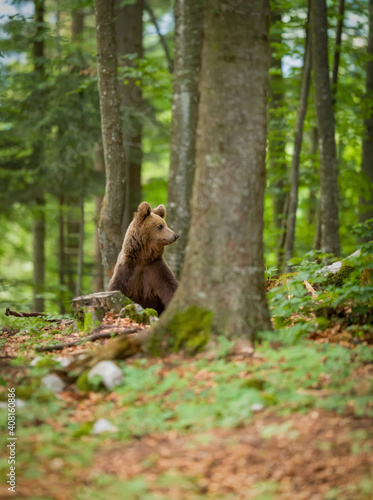Image of brown bear in Slovenia © Ruzdi