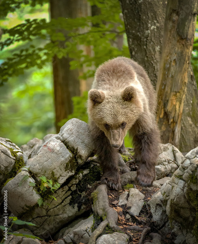 Image of brown bear in Slovenia