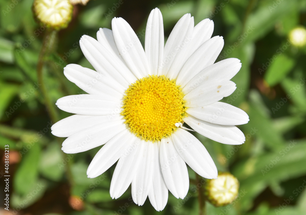 Obraz premium One Daisy