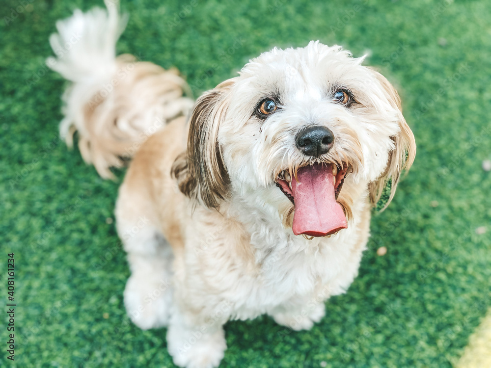 Maltese dog