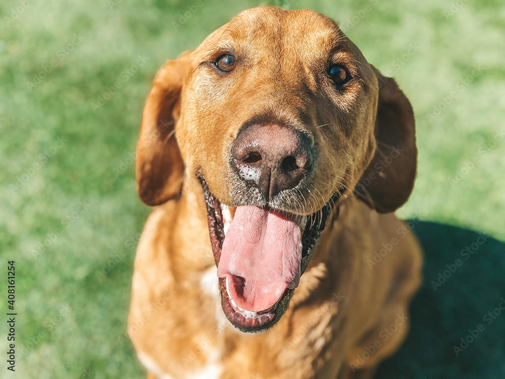 portrait of a dog