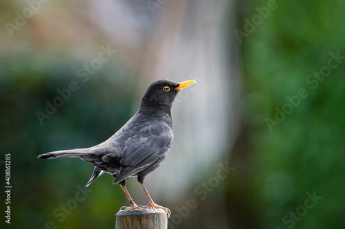common blackbird (turdus merula) on a fence 