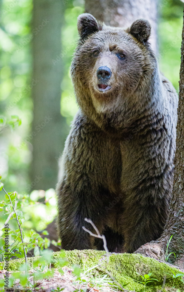 Image of brown bear in Slovenia Image of brown bear in Slovenia