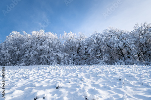 Winter landscape in the daytime. The forest under the snow. Snowy backgrounds...