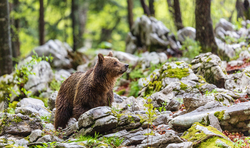 Image of brown bear in Slovenia photo