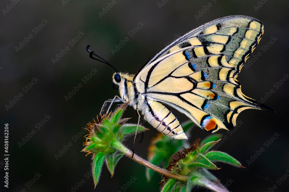 Obraz premium Macro shots, Beautiful nature scene. Closeup beautiful butterfly sitting on the flower in a summer garden.