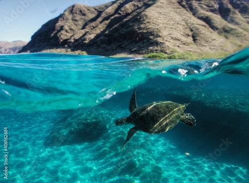 Swimming with Wild Green Sea Turtles in Hawaii  © EMMEFFCEE 