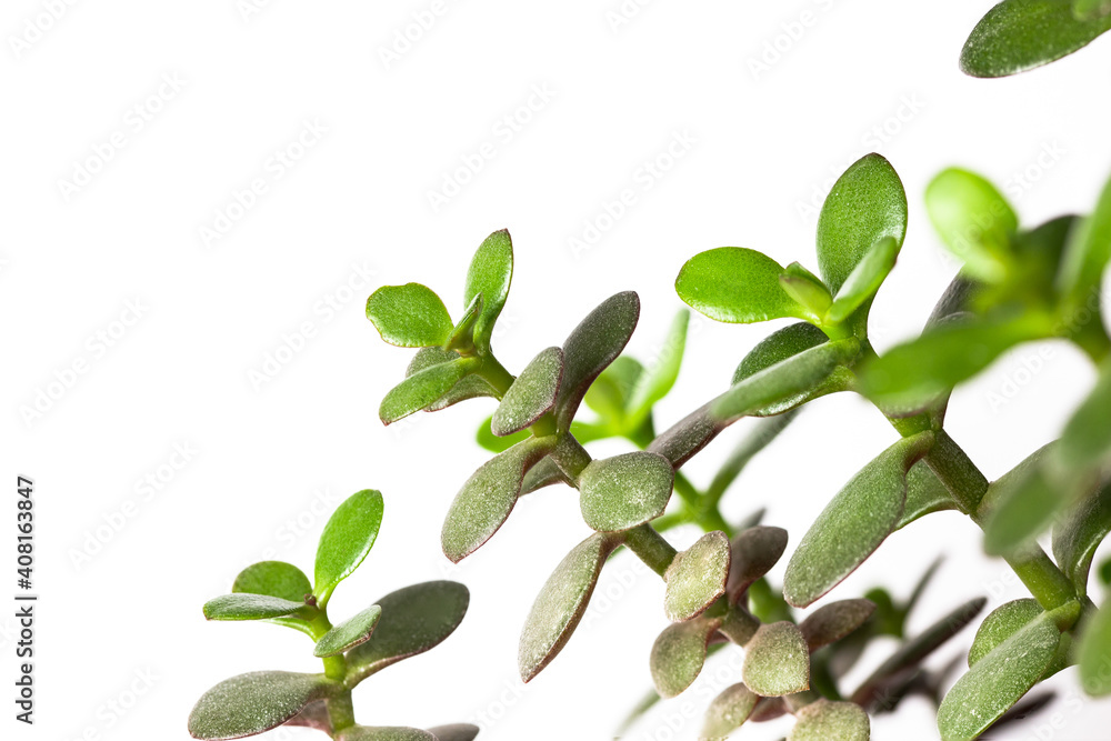 Fototapeta premium Crassula Ovata Minor succuent housepant close up against a white background. House plant decor flora 