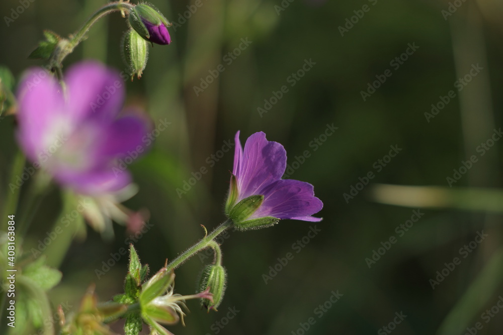 Purple flower close-up on a blurry green background. Purple flower close-up on a blurry green background.