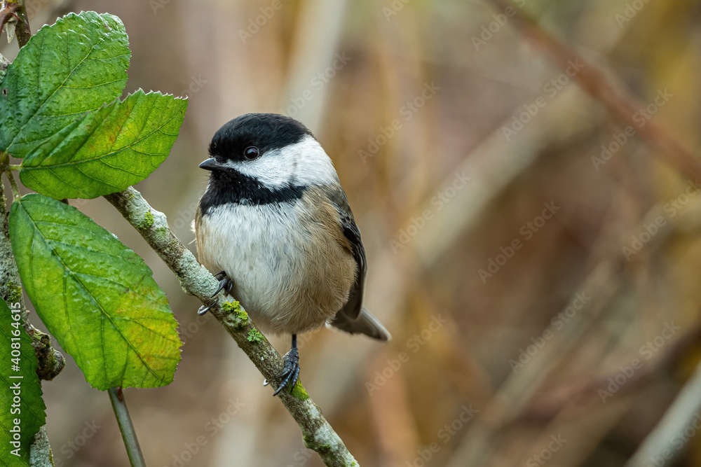 Obraz premium close up of a cute chickadee resting on the branch near few green leaves in the park