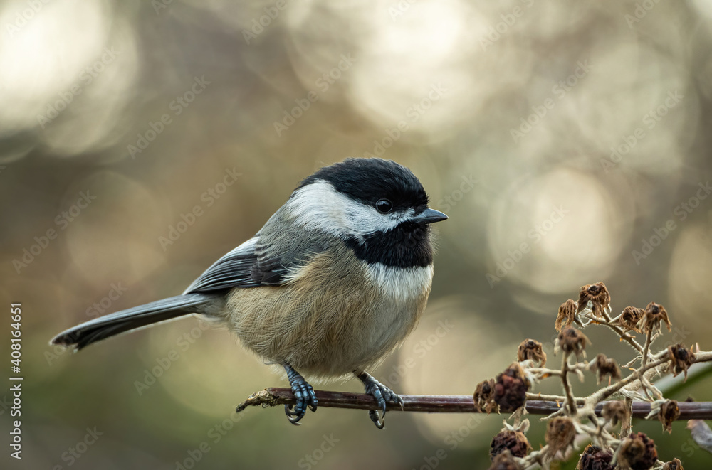 Obraz premium close up of a cute chickadee resting on the branch close to a dried out flower in the park