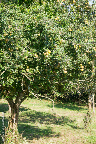 Llanes at North of Spain at Asturias Apple tree