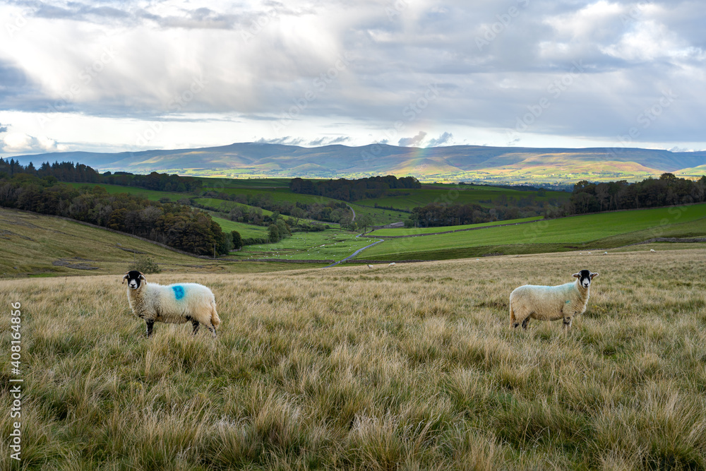 Fototapeta premium sheep on the meadow