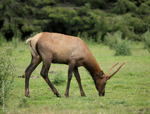 Elk grazing on grass in California