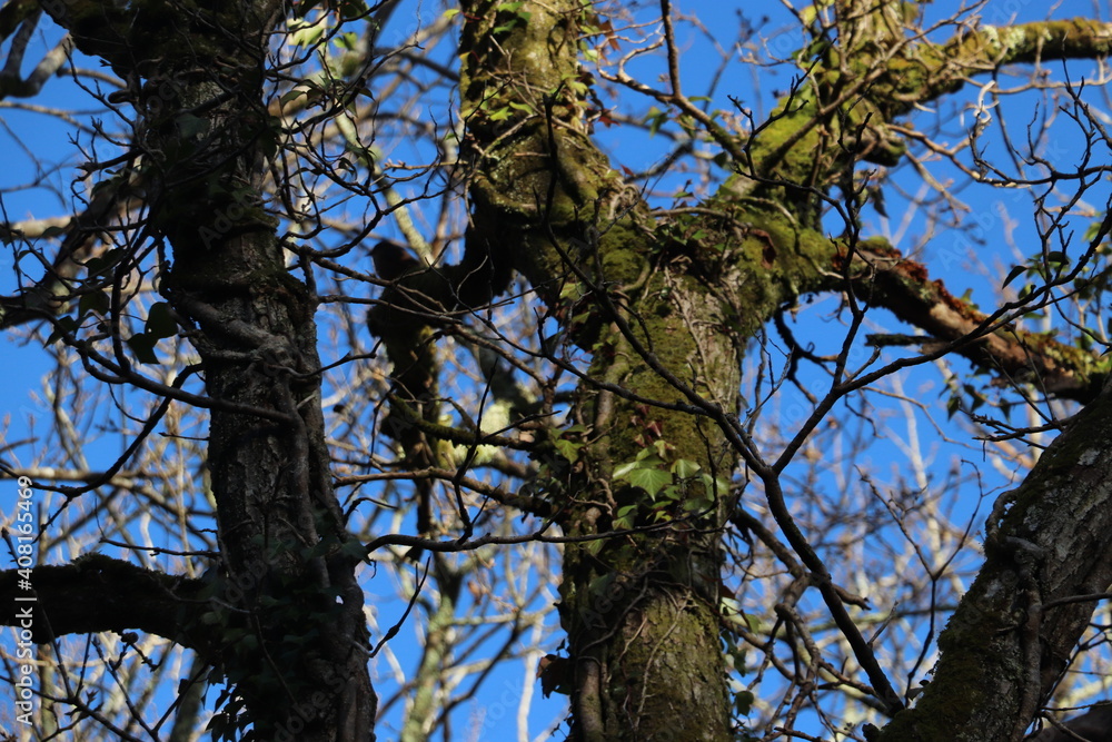 tree with sky